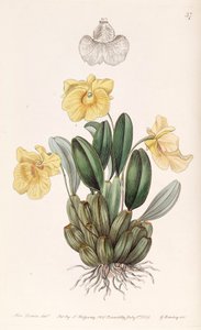 Dendrobium jenkinsii by Miss Drake